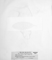Puccinia suaveolens image